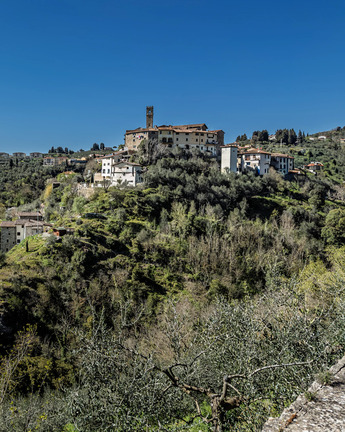 Rows of olive trees on a hillside under a clear sky.